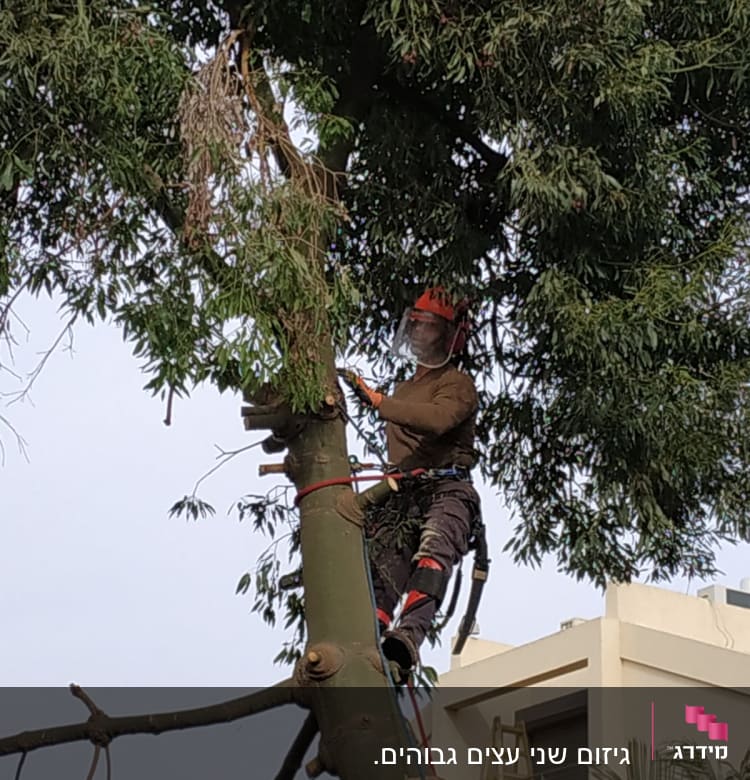 אדם עם קסדה גוזם עץ גבוה עם מסור